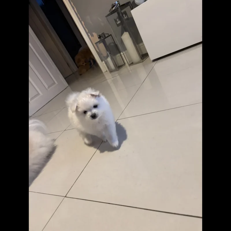 teacup pomeranian puppies for sale