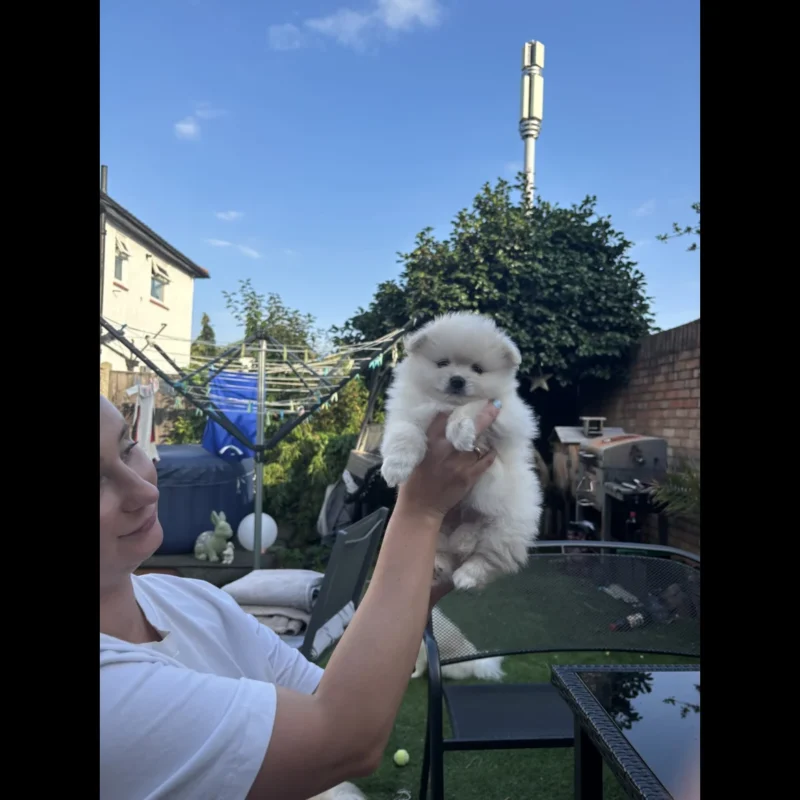 teacup pomeranian puppies for sale $250 in usa