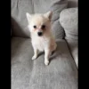 Pomeranian puppies