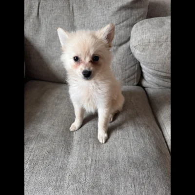 teacup pomeranian puppies for sale $250 in uk