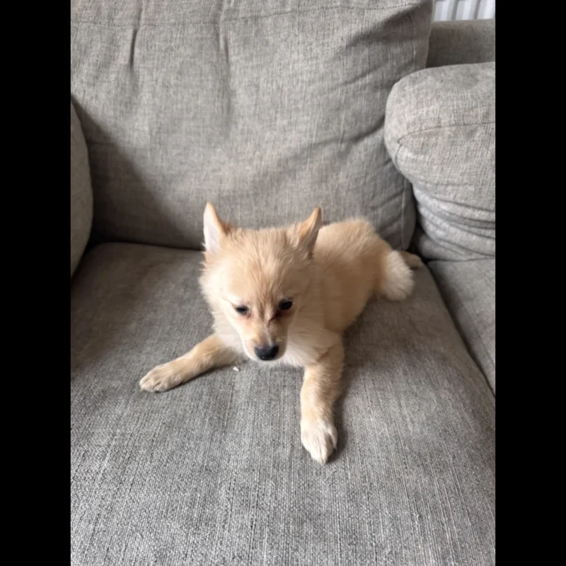 pomeranian puppies in teacups for adoption in uk