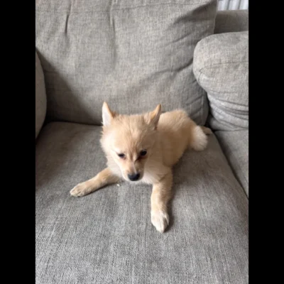 buy teacup pomeranian puppies for $250 in uk