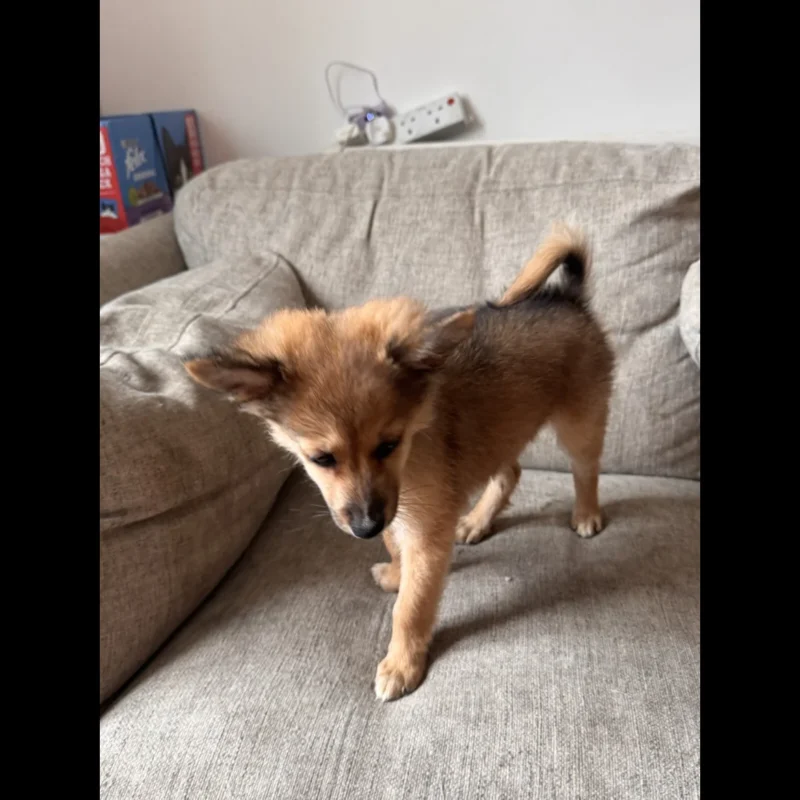 buy teacup pomeranian puppies in uk