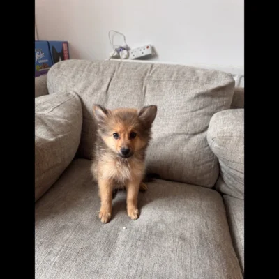 buy teacup pomeranian puppies $250 in uk