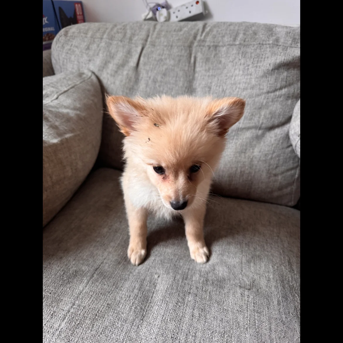 teacup pomeranian puppy for sale for adoption in uk