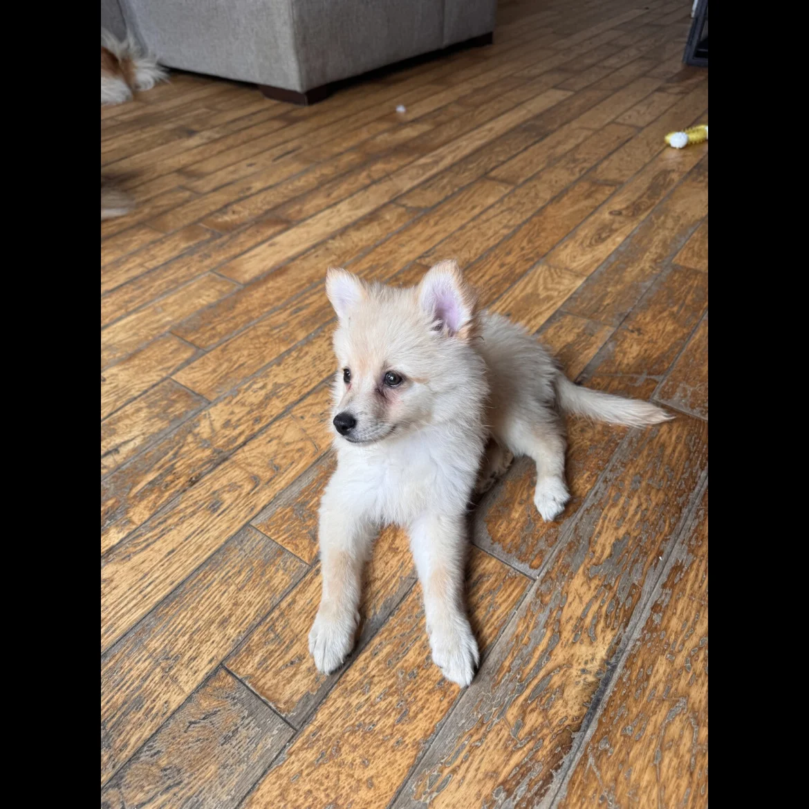 teacup pomeranian puppy for sale in uk