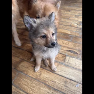 pomeranian puppies in teacups