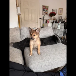 buy teacup pomeranian puppy in uk