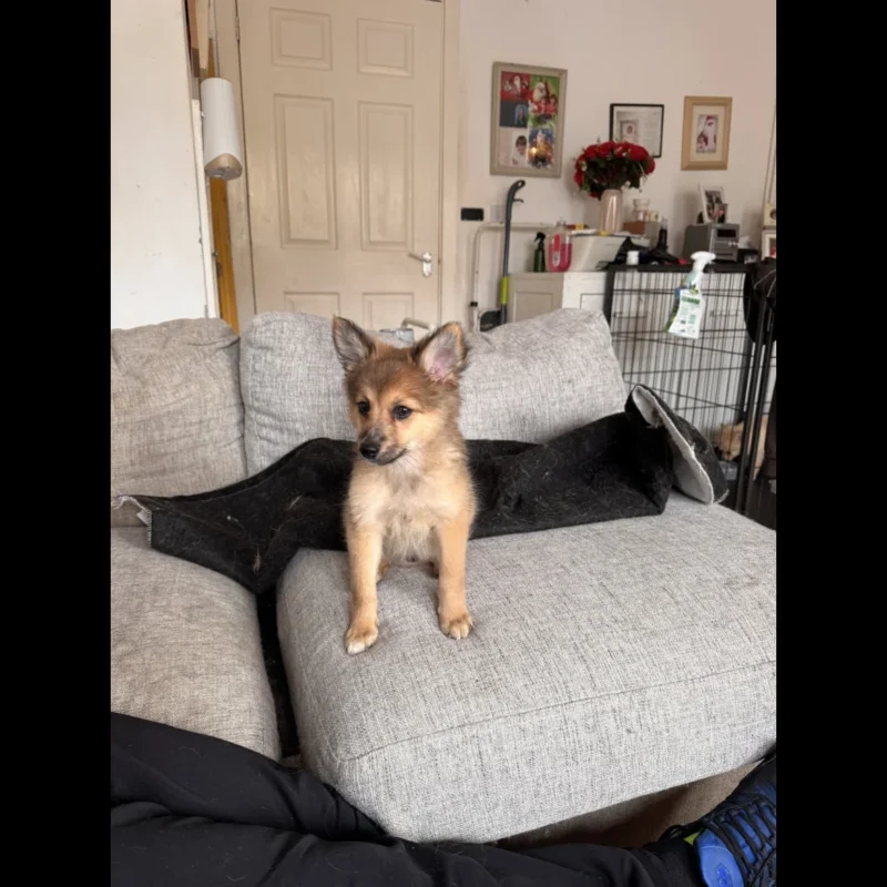 buy teacup pomeranian puppy in uk