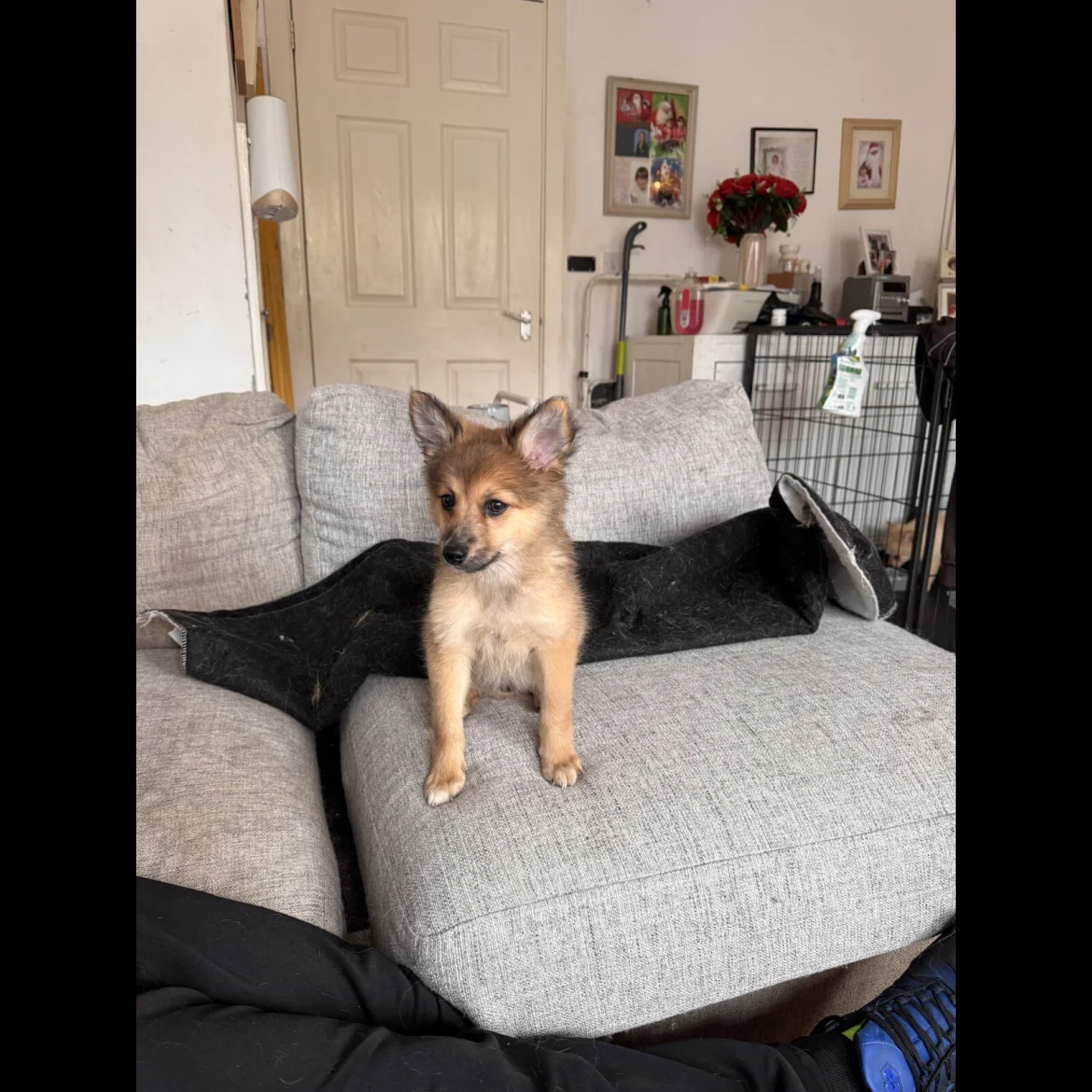 buy teacup pomeranian puppy in uk