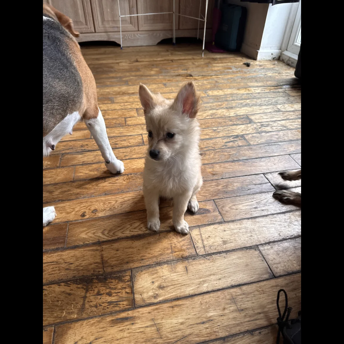 pomeranian teacup pomeranian puppies for adoption in uk