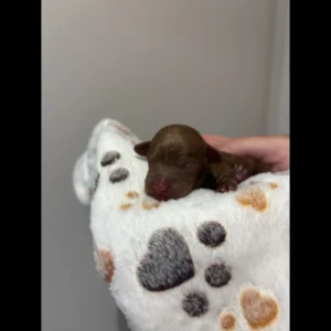Red Toy Poodle Puppies
