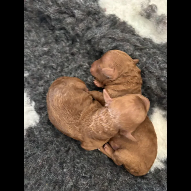 brown toy poodle puppy for sale in uk