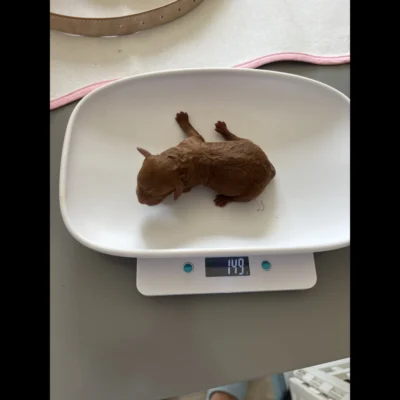 buy newborn teacup pomeranian puppy in uk