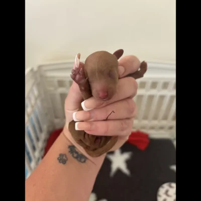 newborn teacup pomeranian puppy for sale in uk