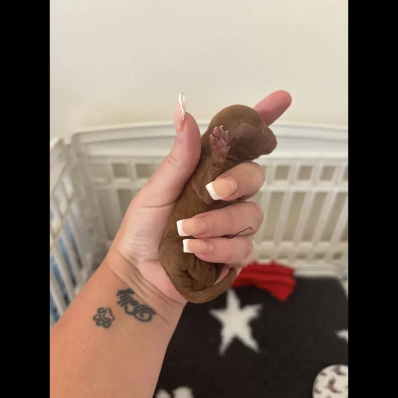 newborn teacup pomeranian puppy for adoption in uk