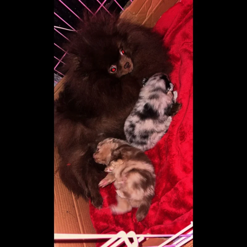 teacup pomeranian puppies