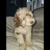 Toy poodles