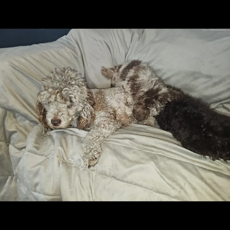 toy poodle greenfield puppies for sale in usa