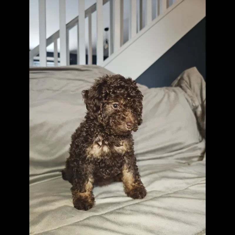 toy poodle puppies for adoption in uk