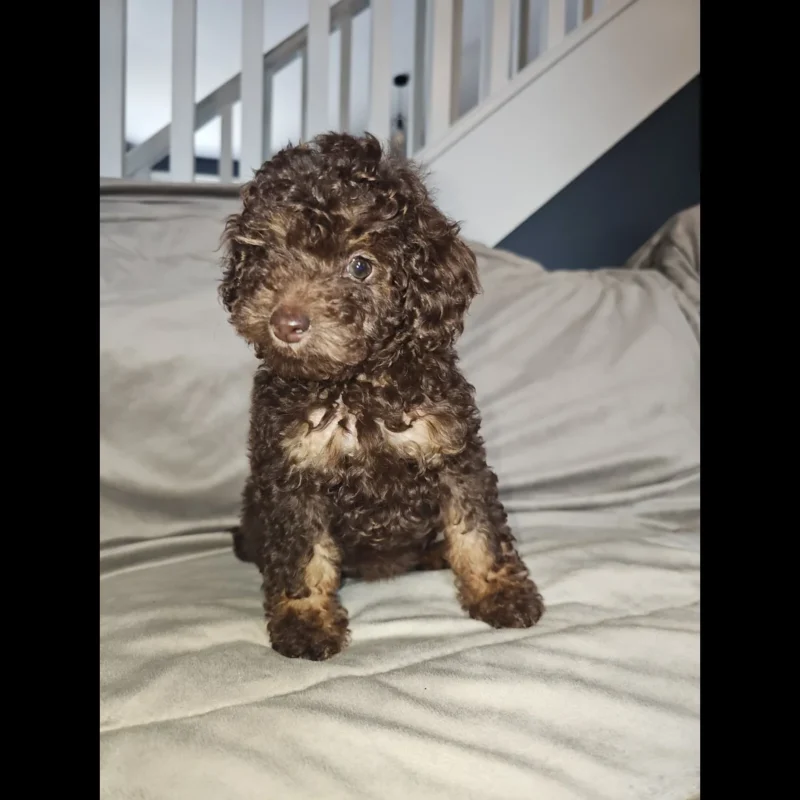 buy toy poodle puppies in uk