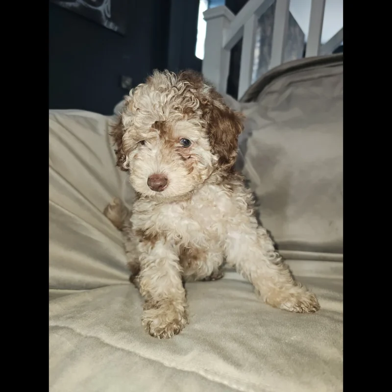 toy poodle puppies in uk for sale