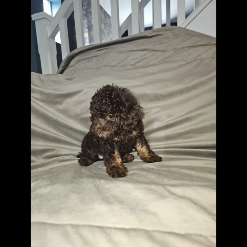 toy poodle puppy for adoption in uk