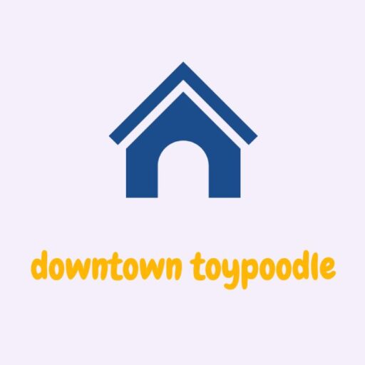 Downtown Toypoodle