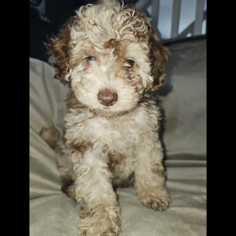 toy poodle greenfield puppies for adoption in usa