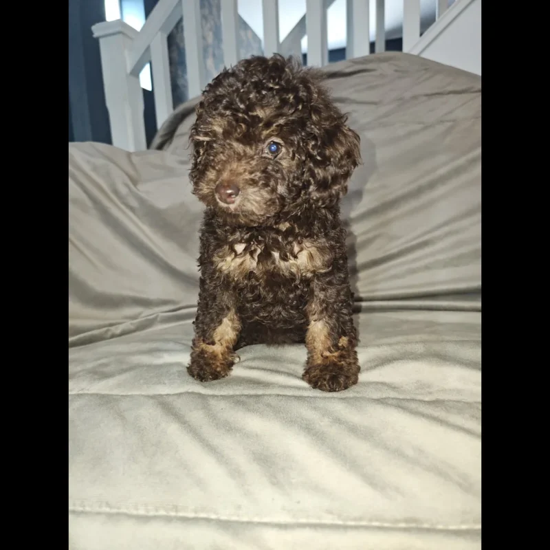 toy poodle dogs and puppies for adoption in usa