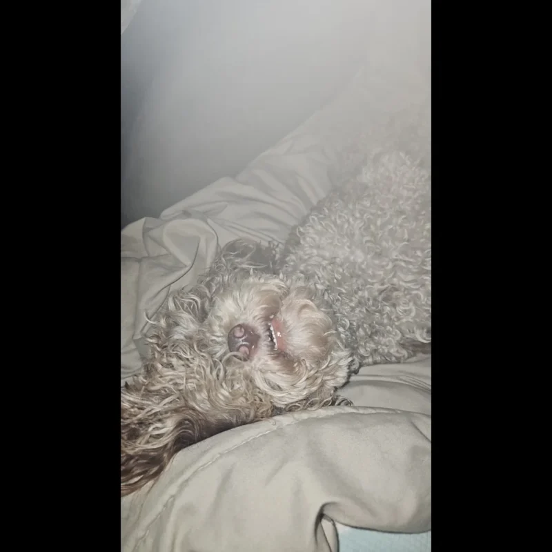 buy brown toy poodle puppy in uk